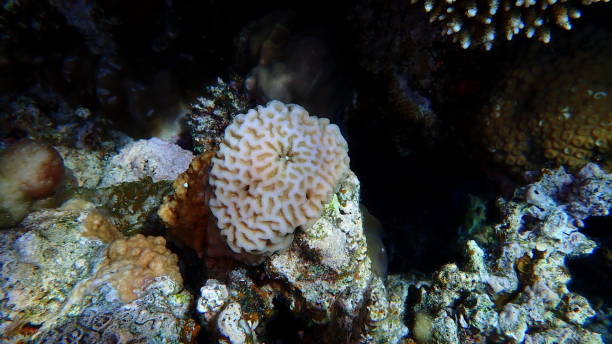 istock Larger star coral (Paramontastraea peresi) undersea, Red Sea 2190712207