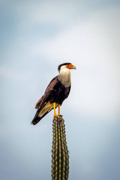 istock Northern Crested Caracara on Cactus 2190712249