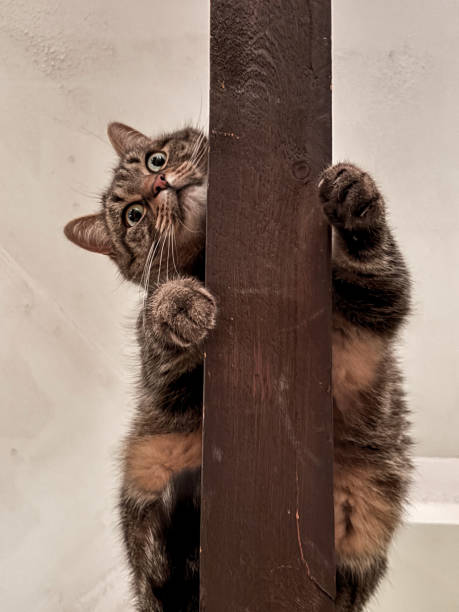 istock A cat playing on the sealing beams 2190712570