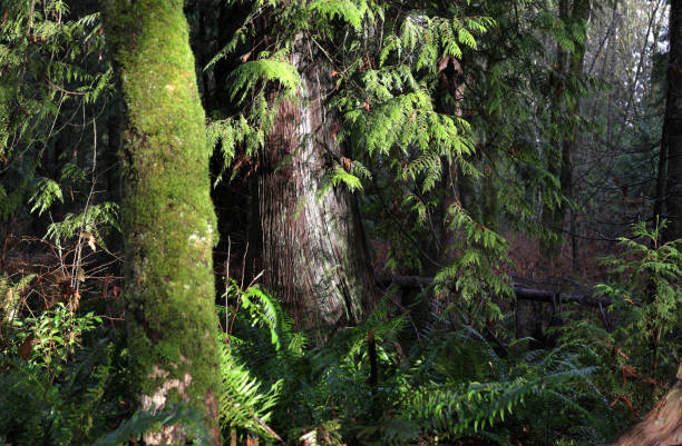 Bright sunlight highlights moss and a coniferous tree in partial shade after an atmospheric river in Metro Vancouver. Autumn morning.