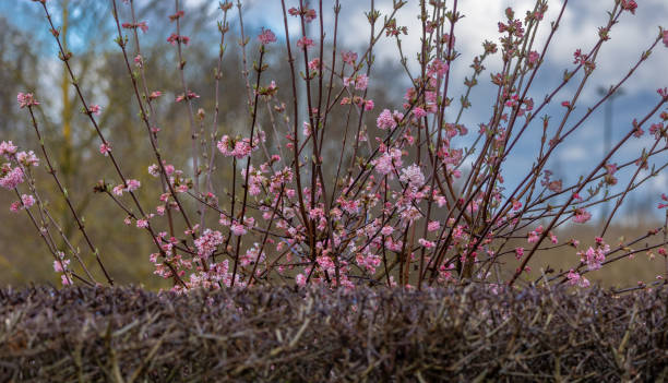 Winter snowball (Viburnum bodnantense Dawn) stock photo