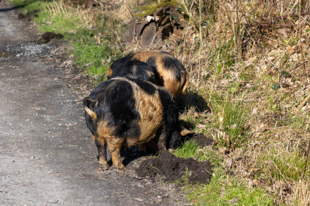 istock kune kune pigs eating fresh grass 2190712720