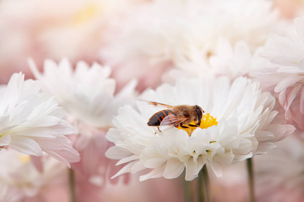 closeup of pollinating honey bee collecting pollen on apricot blossom flower in springtime