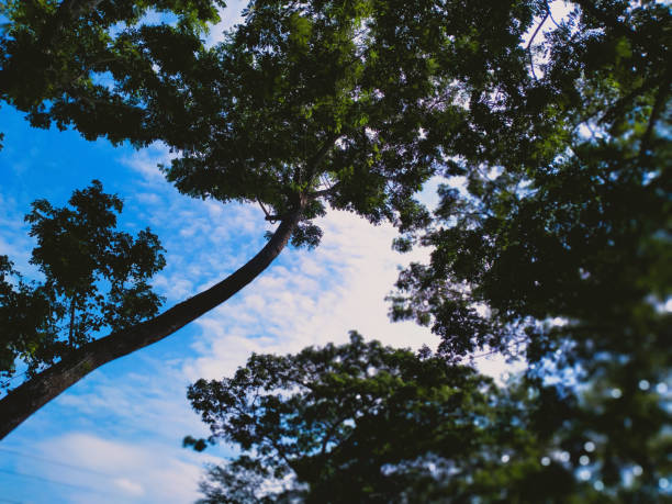 Green trees against the beautiful blue sky and sun.