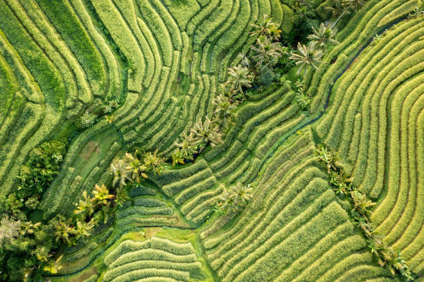 istock Rice Plantations in South East Asia 2190713405