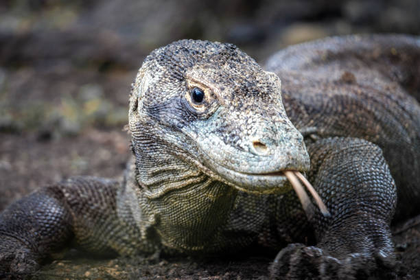istock Komodo Dragon on Komodo Island in Indonesia 2190713502