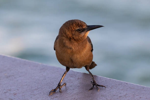Closeup, Boat-tailed Grackle (Quiscalus major) facing camera, in Clearwater, Florida. Ocean in background.