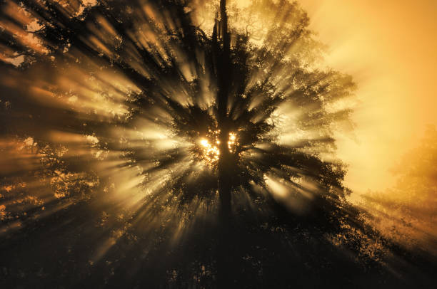 Sunlight through the dark forest in early summer with copy space.