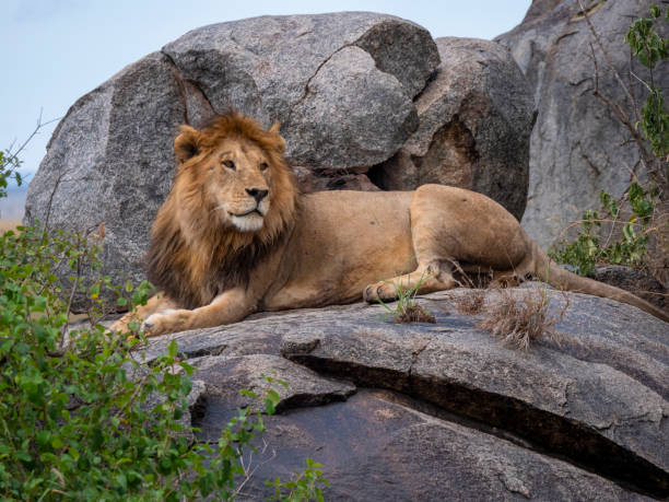 istock Magnificent lion (Panthera leo) in a rocky landscape. 2190715048