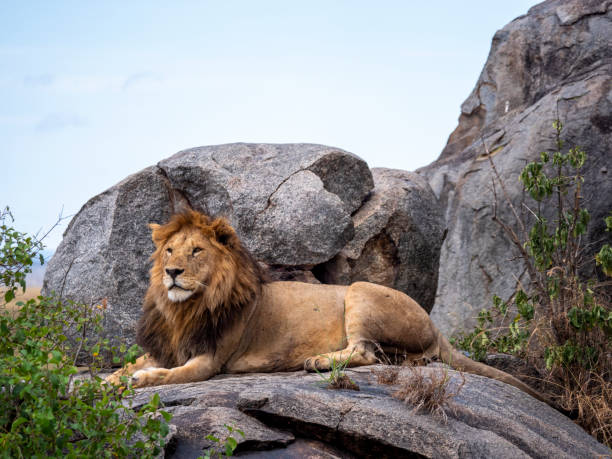 istock Magnificent lion (Panthera leo) in a rocky landscape. 2190715090