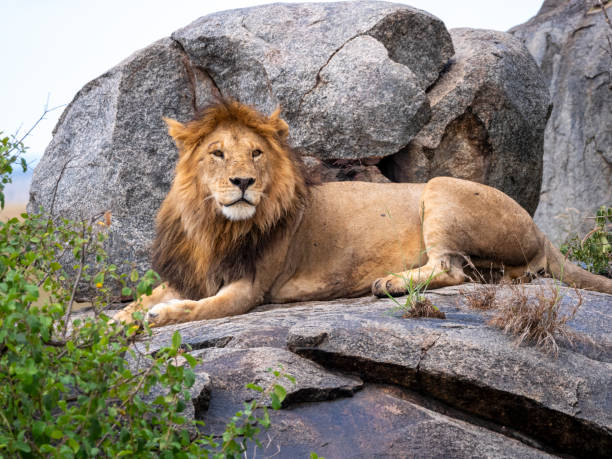 istock Magnificent lion (Panthera leo) in a rocky landscape. 2190715113