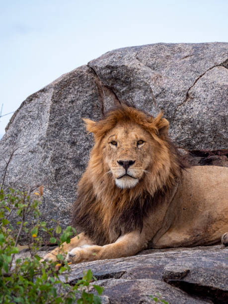 istock Magnificent lion (Panthera leo) in a rocky landscape. 2190715129