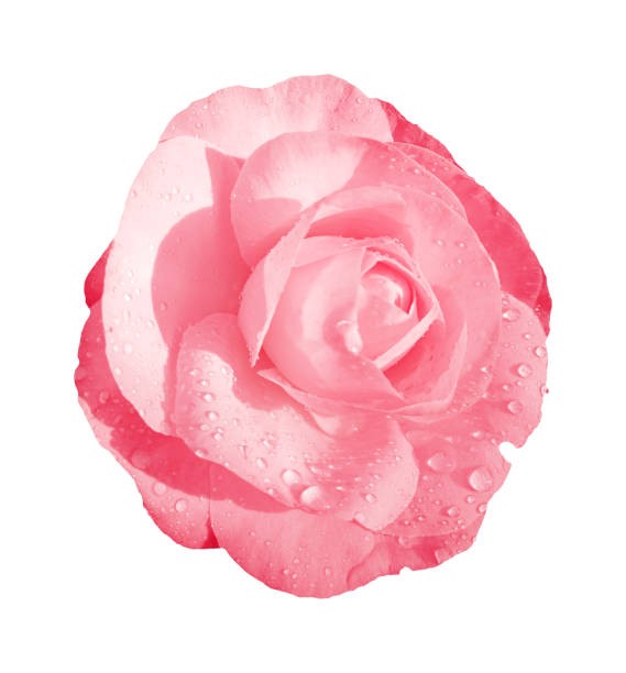 istock Pink rose flower isolated on white background. Clipping path included. 2190717045