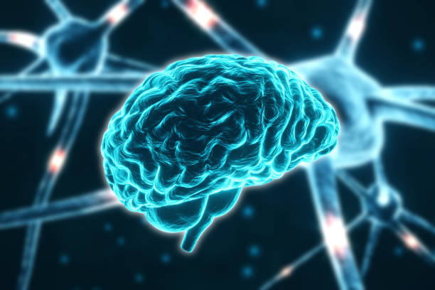Highlighted frontal lobe area of the human brain representing decision making, cognitive function, problem solving, and executive control. Concept for neuroscience, psychology, artificial intelligence, mental processes, and human intelligence.