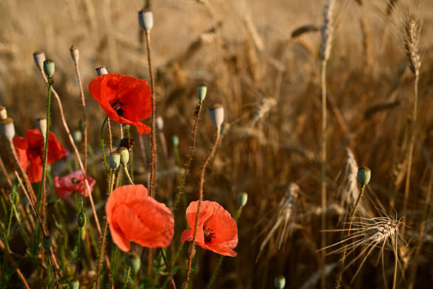 istock Red Poppies in a Golden Wheat Field at Sunset 2190717877