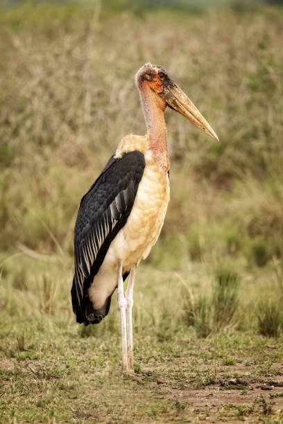 istock Marabou Stork in the Uganda Grasslands 2190718202