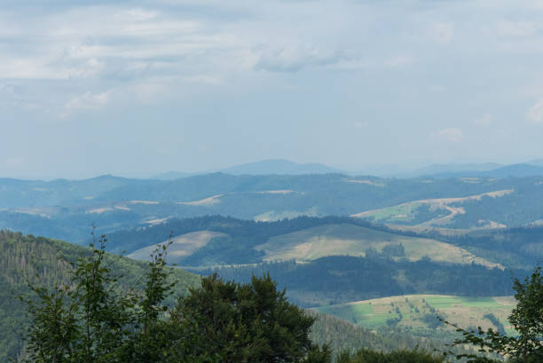 Explore the breathtaking summer landscape of Borzhava in the Carpathian Mountains, featuring a grand beech tree and misty mountain ranges