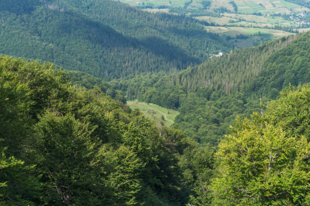 Explore the breathtaking summer landscape of Borzhava in the Carpathian Mountains, featuring a grand beech tree and misty mountain ranges