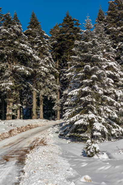 Pine winter snowy forest at sunset.