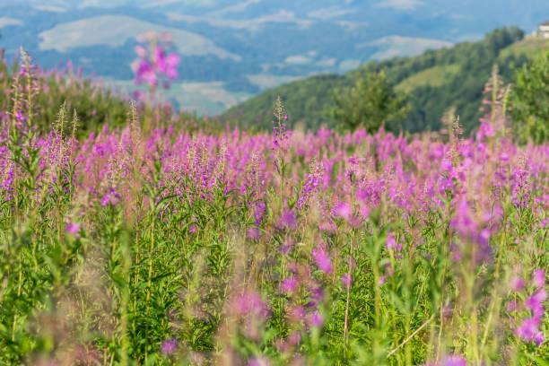 istock Field of fireweed flowers 2190723130
