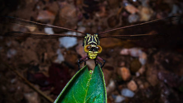 istock This is a Zonophora campanulata annulata dragon-fly 2190724091