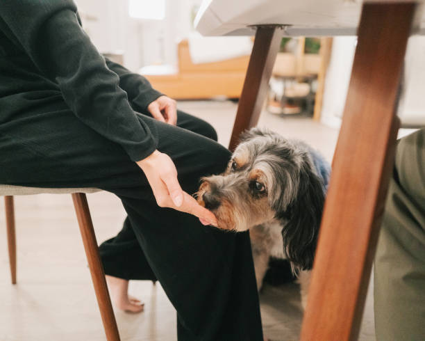 Feeding Dog Under the Table