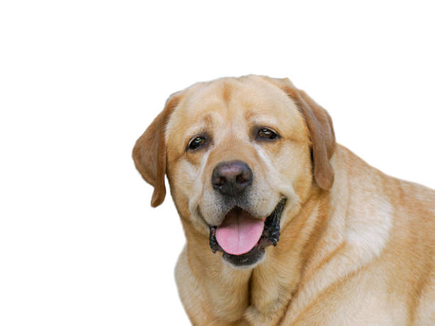 istock portrait labrador retriever isolated on white background 2190728489