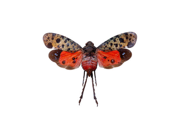 istock beautiful butterfly isolated on white background 2190728554