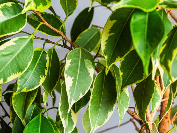 istock A close-up of a green leaf with fine veins that reflects light, highlighting its texture and the natural beauty of nature 2190729069