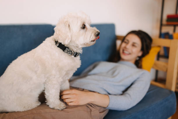 istock Enjoy the afternoon on the sofa with my dog 2190729155