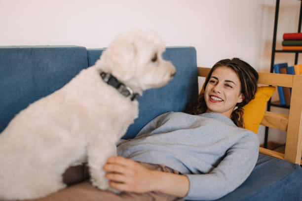 istock Enjoy the afternoon on the sofa with my dog 2190729168