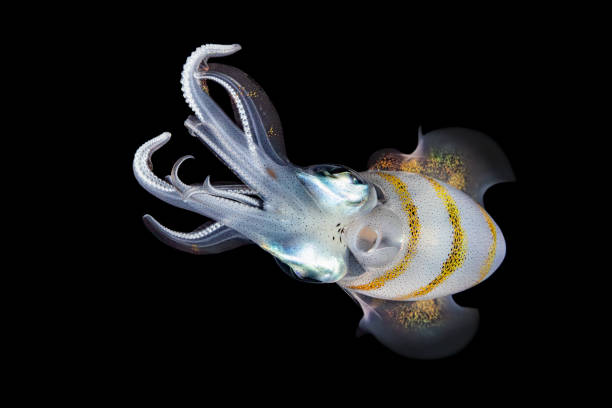 Bigfin Reef Squids are easy to distinguish from other squids in that they possess thick and muscular oval fins that extend around almost the entire mantle. Because of these fins, bigfin reef squids are sometimes mistaken for cuttlefish. The bigfin reef squid is the most widespread species in the genus Sepioteuthis. It is found in temperate and tropical regions of the Indian Ocean and the Western Pacific Ocean.At night, when the Bigfin Reef Squids are most active, they are commonly found in shallow areas from 0-100m around reefs, sea grass beds, sandy bottoms, or rocky shorelines. They surface at night, as it is less likely to be detected by predators. During the day, they generally move to deeper waters or near any form of cover, such as floating driftwood, reefs, rocks, or grasses.Squids have speedy colour-changing abilities as their pigment cells, the chromatophores, rapidly change size and colour and the visual effect is enhanced by light reflecting cells, the iridocytes. They can shoot ink (dark melanin pigment) to confuse predators and aide in escapes. Lembeh Strait, Indonesia1°28'47.196 N 125°14'12.42 E at 2m depth