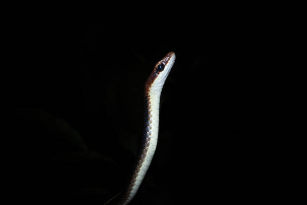 istock This is a Chironius flavolineatus snake 2190730150