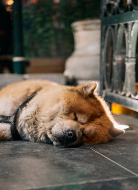 Chow Chow dog is lying down and sleeping on the street