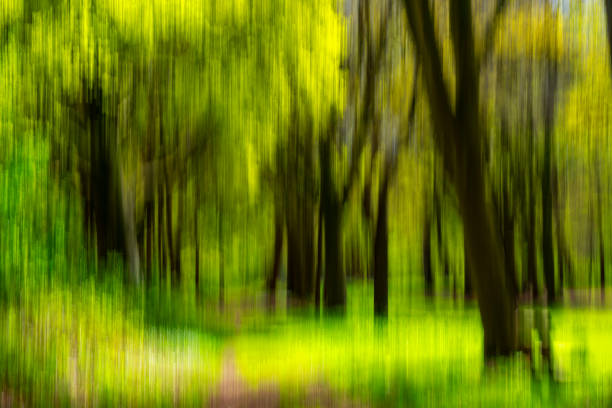 ICM Intentional Camera Movement capture of trees during summer