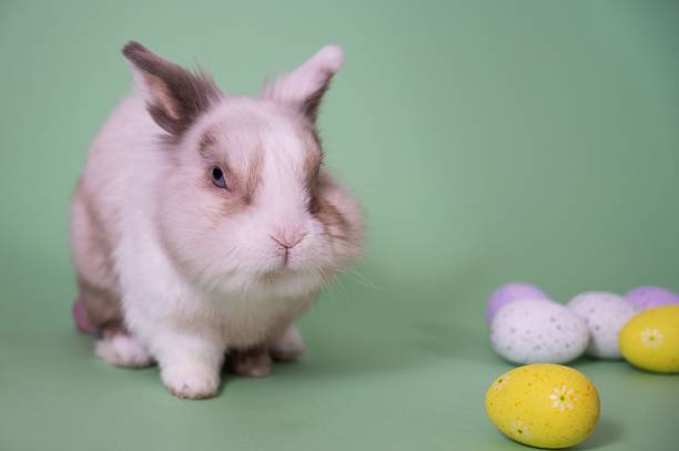 istock Easter Bunny on a green background with colorful painted eggs. 2190734762