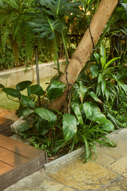 istock Lush Greenery and Beautiful Tropical Plants in a Modern and Inviting Garden Setting 2190735137