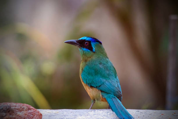 This photo is of a bird Momotus momota, registered in Goias estate of Brasil.