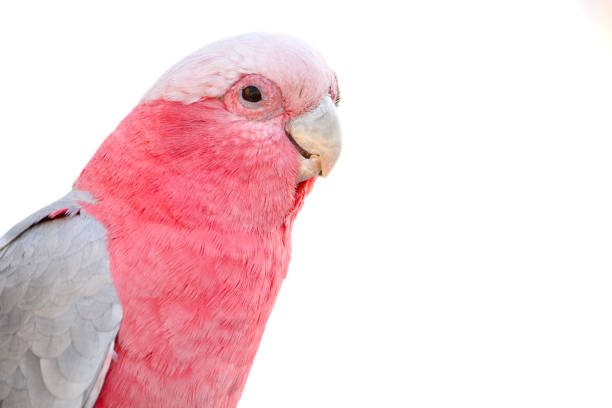 istock galah bird isolated with white background 2190737487