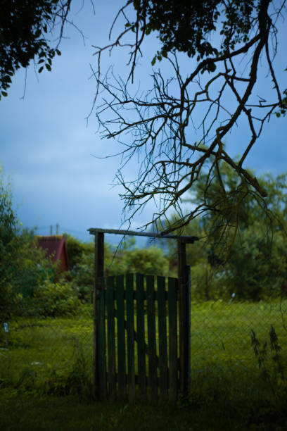 field, ears of corn, thunderstorm, village, trees, wind. High quality photo
