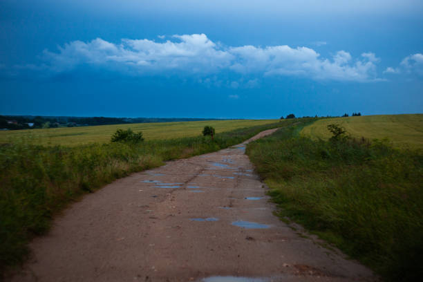 field, ears of corn, thunderstorm, village, trees, wind. High quality photo