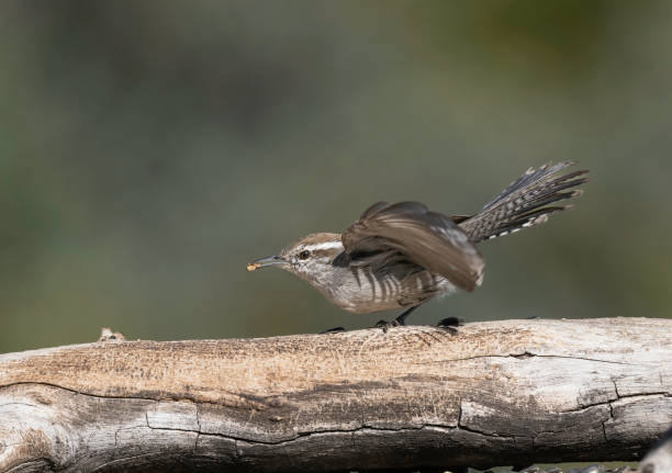 istock Little Bewick's Wren in Arizona 2190741045