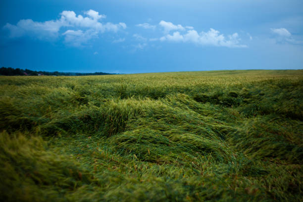 Wheat harvest destroyed by a thunderstorm. Morning summer landscape background