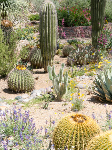 istock A Cactus Garden in Arizona 2190743959