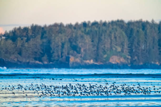istock Vancouver Island British Columbia 2190744011