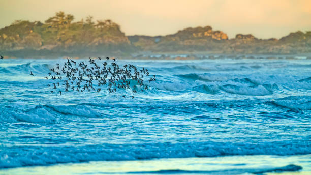 Migrating Birds flocking on the shoreline of Pacific Rim National Park on Vancouver Island, British Columbia