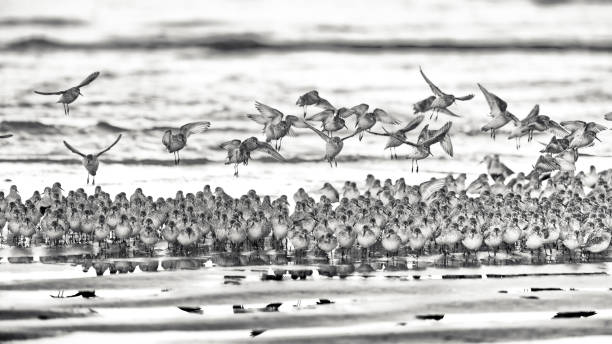 Migrating Birds flocking on the shoreline of Pacific Rim National Park on Vancouver Island, British Columbia