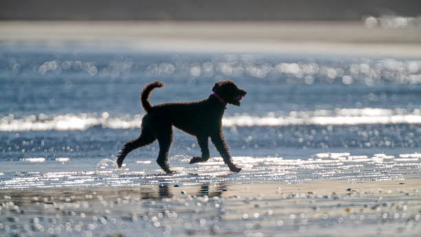 Dog running along the shoreline of Pacific Rim National Park on Vancouver Island, British Columbia