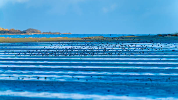 Migrating Birds flocking on the shoreline of Pacific Rim National Park on Vancouver Island, British Columbia