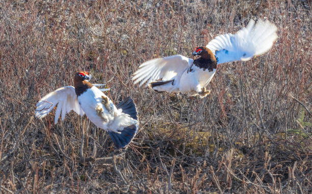 istock Ptarmigan Fight During Mating Season 2190744592
